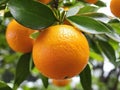 Sun-Kissed Citrus Delight: A Close-Up View of Fresh Oranges Hanging Amidst Lush Green Leaves