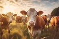 Sun-kissed cows savor the last rays of the day\'s sunset Royalty Free Stock Photo