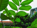 Sun-Kissed Elegance: Leaf's Texture Revealed in Sunlight