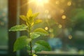 Sun-kissed green leaves of a young plant with water droplets in the morning light Royalty Free Stock Photo