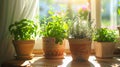 Sun-Kissed Kitchen Herbs in Rustic Terracotta Pots