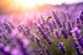 Sun-kissed Lavender Meadow with Buzzing Bees