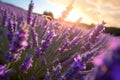Sun-kissed Lavender Meadow with Buzzing Bees