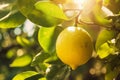 Sun-Kissed Lemon Hanging on a Fresh Tree in Nature