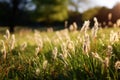 Sun kissed meadow Alpine grass gleams under the radiant sunlight