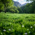 Sun kissed meadow Alpine grass gleams under the radiant sunlight