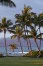 Sun Kissed Palm Trees Royalty Free Stock Photo