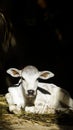 a white newborn cow calf sitting with its ears wide Royalty Free Stock Photo