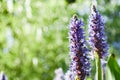 Purple Pickerelweed Blooms