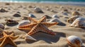Sun-Kissed Seashells and Starfish on Sandy Beach Royalty Free Stock Photo
