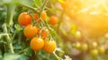 Sun-Kissed Splendor: Captivating Close-Up of Clustered Sungold Cherry Tomatoes Ripening in Organic S