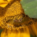 Sun-kissed sunflower beckons busy bee, showcasing the beauty of pollination Royalty Free Stock Photo