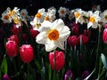 Backlit White Daffodils and Red Tulips Royalty Free Stock Photo