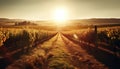 Sun kissed vineyards in tranquil Italian countryside generated by AI