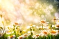 Sunny Bliss: White Daisies on Luminous Yellow with Bokeh Lights