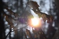 Sun leafs in the forest Royalty Free Stock Photo