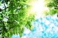 Sun and leaves. Green leaves on a background of blue sky and sun Royalty Free Stock Photo