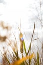 Sun Lens Flare Bright Overcast Pond Lake Shore Plants Cattail Ty