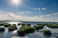 Sun or Lens flare over beautiful saltwater Marsh