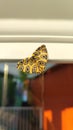 Sun Leopard Moth Butterfly Close Up