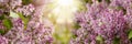 Sun light background with spring purple lilac flowers Royalty Free Stock Photo
