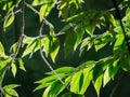 Sun Light behind The Calabur Leaves Royalty Free Stock Photo