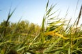 Grass Royalty Free Stock Photo