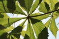 Sun light through horse chesnut leaves 2