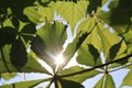 Sun light through horse chesnut leaves 3