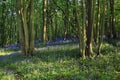 Sun light casting shadows through Bluebell woods, Badby Woods Northamptonshire Royalty Free Stock Photo