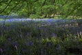 Sun light casting shadows through Bluebell woods, Badby Woods Northamptonshire Royalty Free Stock Photo