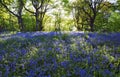 Sun light casting shadows through Bluebell woods, Badby Woods Northamptonshire Royalty Free Stock Photo