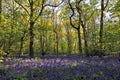 Sun light casting shadows through Bluebell woods, Badby Woods Northamptonshire