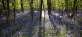 Sun light casting shadows through Bluebell woods, Badby Woods Northamptonshire Royalty Free Stock Photo