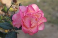 Sun light falling on the pink rose with green leave Royalty Free Stock Photo