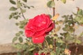 Sun light falling on the red rose with green leave Royalty Free Stock Photo