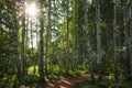 Sun light in green birch tree forest with hiking path in Siberia, Pure nature, ecology, environmental conservation, eco tourism Royalty Free Stock Photo