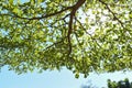 Sun light through green leaf branchs of big tree Royalty Free Stock Photo