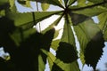 Sun light through horse chesnut leaves