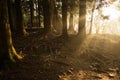 Sun light ray in forest. Royalty Free Stock Photo