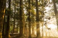 Sun light ray in pine forest. Royalty Free Stock Photo