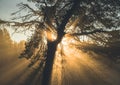 Sun light rays in the tree Royalty Free Stock Photo