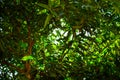 Sun light shining through green mango tree branches and leaves Royalty Free Stock Photo