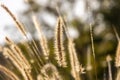 Sun light shining through wheat