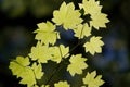 Sun light shinning through sycamore leaves