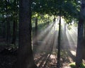 Sun light shinning through the trees in the back yard.