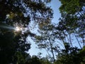 Sun light through the trees in the forest tahura Indonesia Royalty Free Stock Photo