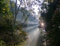 Sun light trough tree in the forest tahura Royalty Free Stock Photo