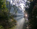 Sun light trough tree in the forest tahura