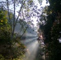 Sun light trough the tree at the morning in tahura